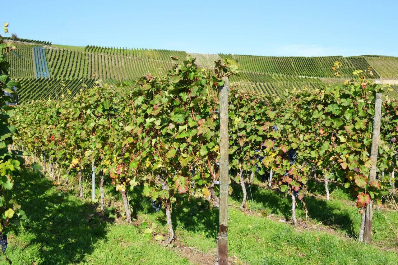 Weingut Mathy-Schanz Osann-Monzel Extérieur photo